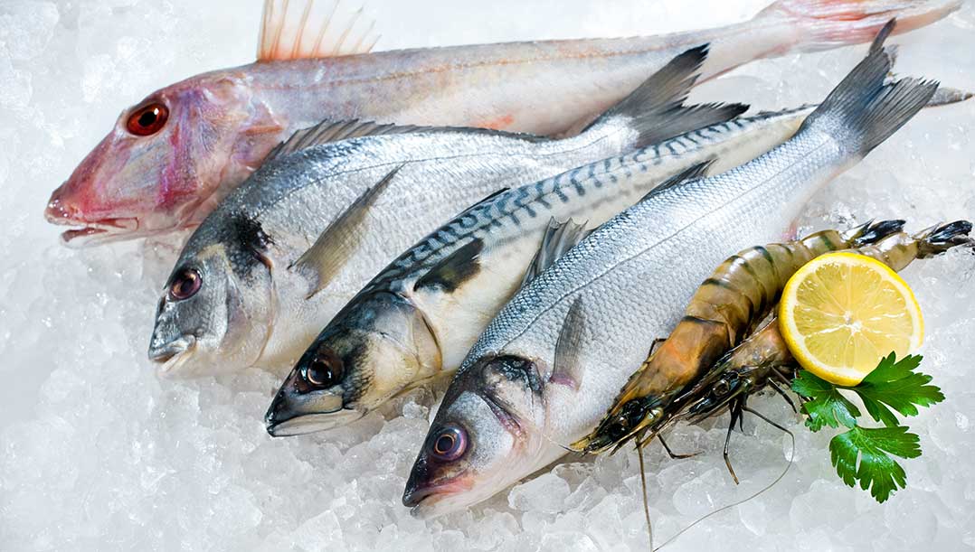 Eat seafood such as bream fish, sea bass, anchovies, bonito, trout, carp and salmon during pregnancy? Is it Useful or Harmful?