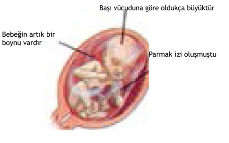  16. STATUS OF WEEK İN THE WOMB